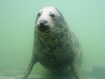 St Ives Cornwall - Days Out - Cornish Seal Sanctuary