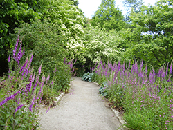 Trelissick Gardens - Cornwall 