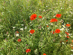 Eden Project - Poppies - July 2014