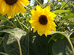 Eden Project - Sunflowers - July 2014