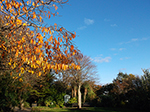 Autumn Colours - St Ives Sub-Tropical Gardens - November 2013