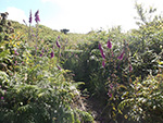 Carnstabba Hill - St Ives - Cornwall - Pathway Up the Hill